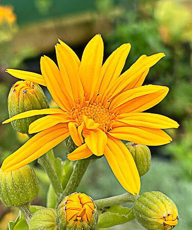 Ligularia japonica