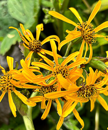 Ligularia X hessei