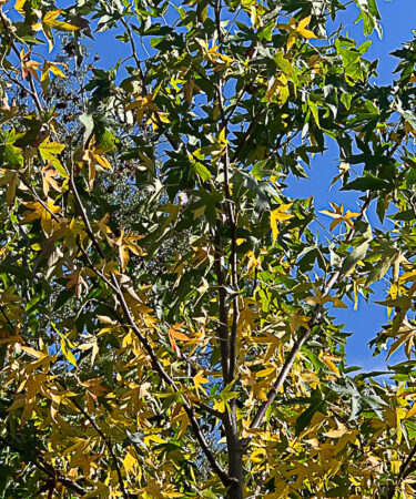 Liquidambar Styrac. 'Paarl'
