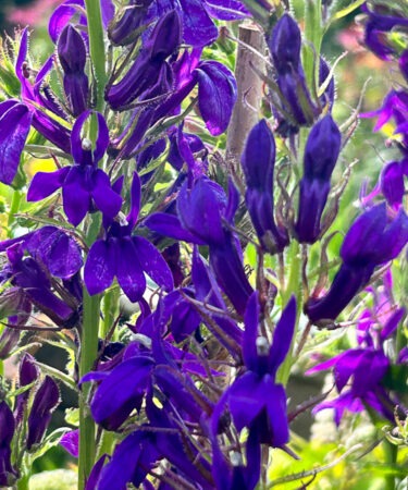 Lobelia speciosa 'Fan Blue'