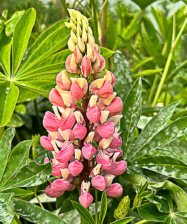 Lupinus 'The Pages'