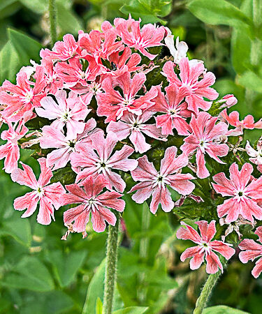 Lychnis chal 'Carnea'