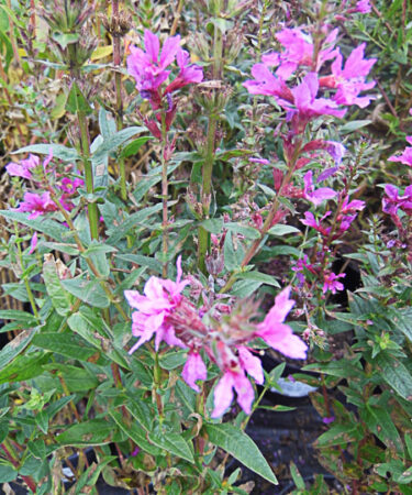 Lythrum salicaria 'Robin