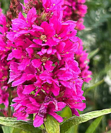 Lythrum salicaria 'Robert compact'