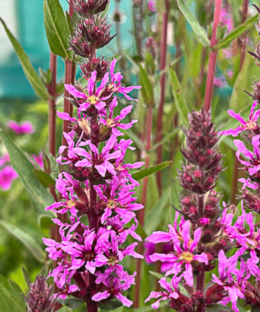 Lythrum salicaria 'Rosy Gem'