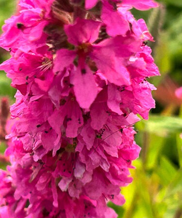 Lythrum salicaria 'The Beacon'