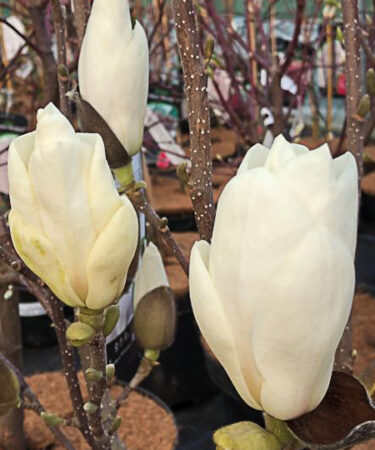 Magnolia soulangiana 'Lennei Alba'