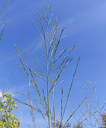 Molinia caerulea 'Bergfreund'