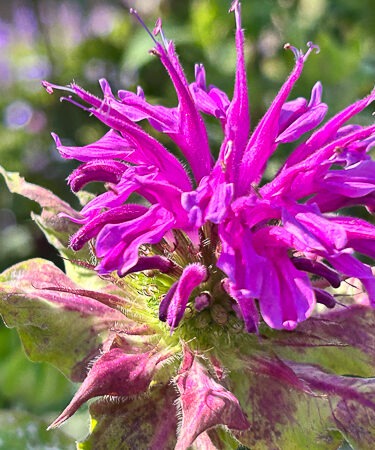 Monarda 'Prairie Night'