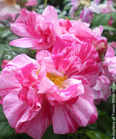 Rosa 'Mundi' (synon. gallica 'Versicolor') AGM