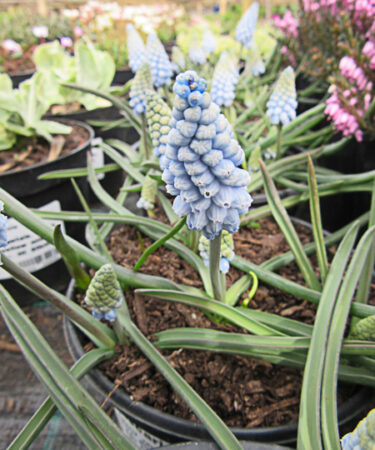 Muscari 'Valerie Finnis'