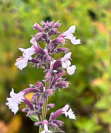 Nepeta grand. 'Dawn To Dusk'