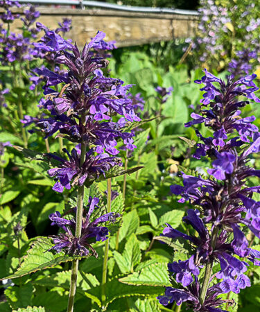 Nepeta nervosa 'Neptune'