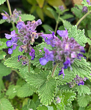 Nepeta racemosa 'Little Titch'