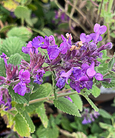 Nepeta x faassenii 'Hill Grounds'