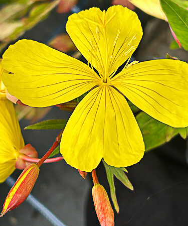 Oenothera tetragona (glauca)