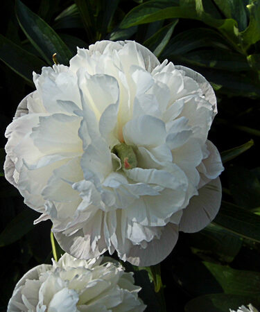 Paeonia off. 'Alba Plena'
