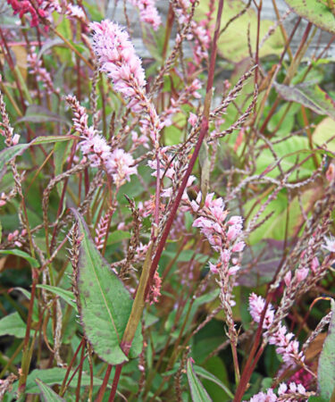 Persicaria amplex. 'Pink Elephant'