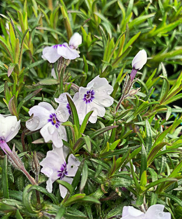 Phlox- Alpine subulata 'Bavaria'
