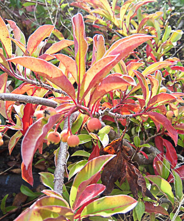 Photinia davidiana var. undulata 'Prostrata'