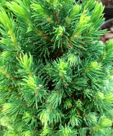 Picea glauca 'Piccolo'