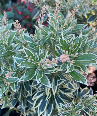 Pieris Jap. Variegata