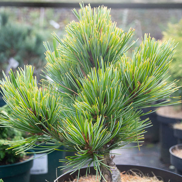 Pinus flexilis ‘Lil Wolf’ – Larch Cottage Nurseries