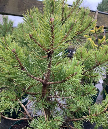Pinus sylvestris 'Reedham'