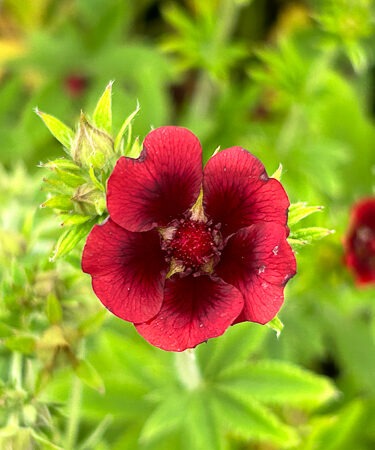 Potentilla- Perennial atro. 'Gibsons Scarlet' AGM