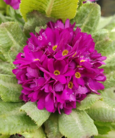 Primula denticulata 'Rubin'