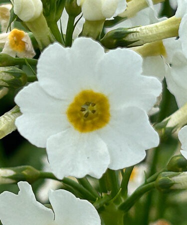 Primula japonica 'Alba'