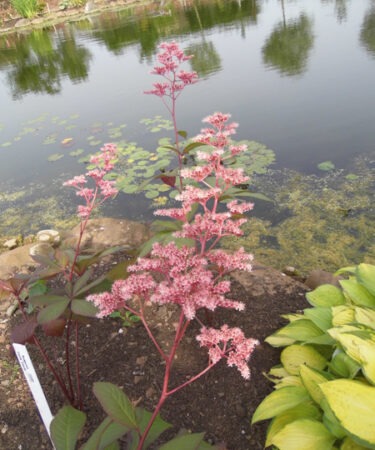 Rodgersia 'Candy Clouds'