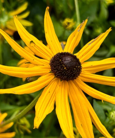 Rudbeckia fulgida 'Goldsturm'