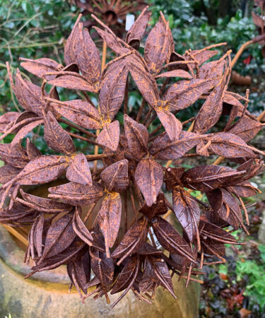 HER Rusty Flower 313