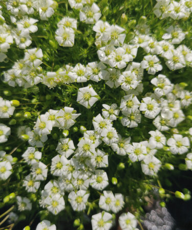 Sagina Subelata 'Sectie van Hilst'