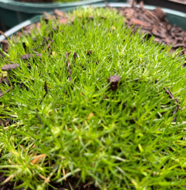 Sagina Subulata 'Senior'