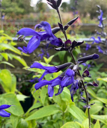Salvia guaranitica 'Black & Blue'