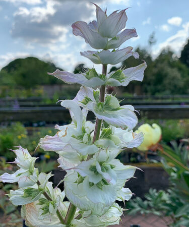 Salvia sclarea 'Vatican White'