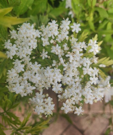 Sambucus nigra 'Golden Tower'
