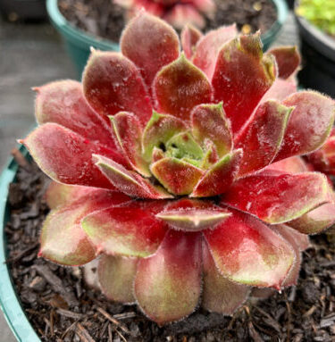 Sempervivum 'Director Jacobs'