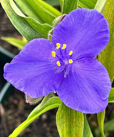 Tradescantia and. 'Sweet Kate'