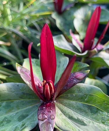 Trillium chloropetalum