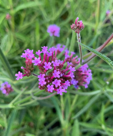 Verbena Bonariensis AGM