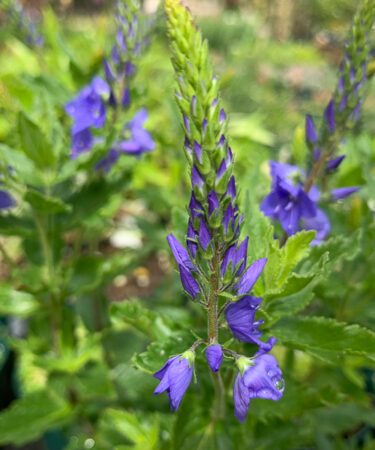 Veronica austriaca 'Knallblau'