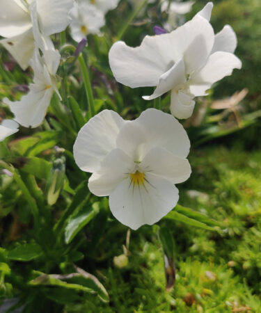 Viola 'Mrs. Lancaster'