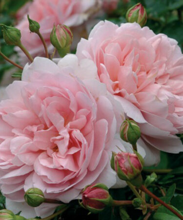 Rosa - DAVID AUSTIN 'Wildeve'