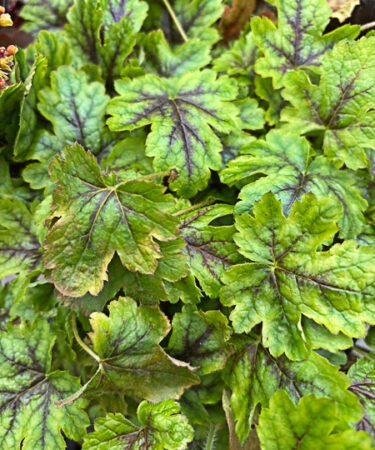 Heucherella 'Tapestry'