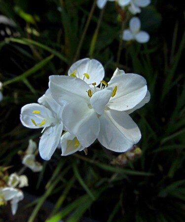 Libertia grandiflora AGM