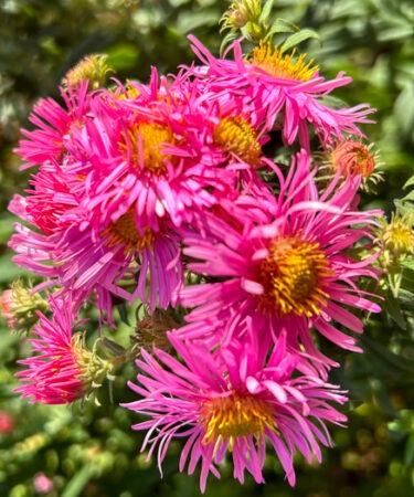 Aster novae-a. 'Annabelle de Chazel'