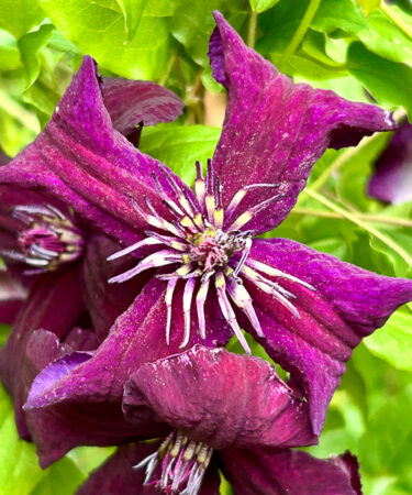 Clematis viticella 'Dark Eyes'